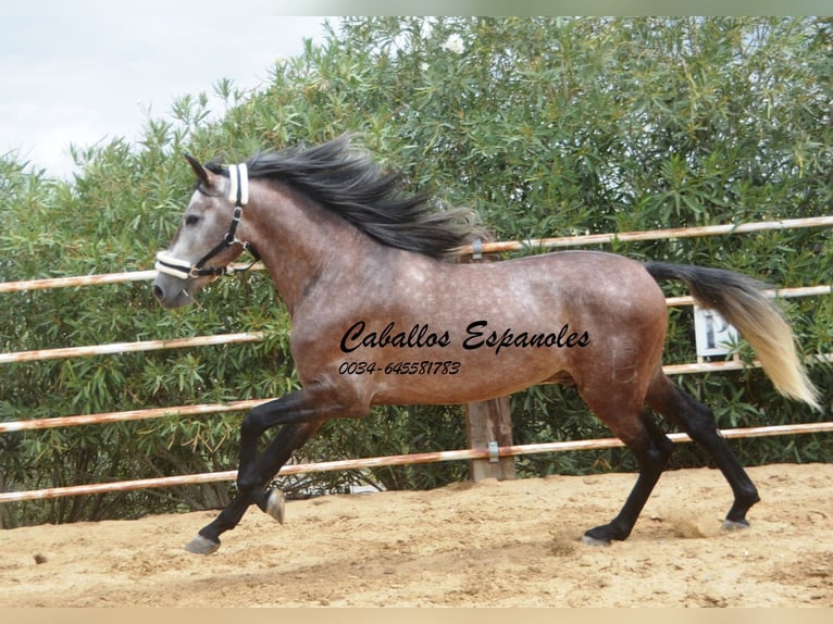 PRE Étalon 3 Ans 160 cm Gris pommelé in Vejer de la Frontera