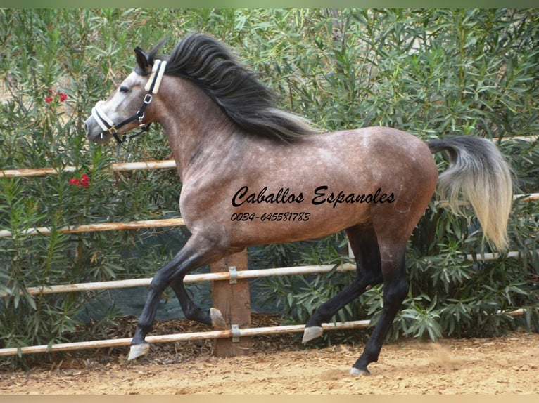 PRE Étalon 3 Ans 160 cm Gris pommelé in Vejer de la Frontera