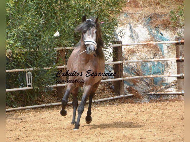 PRE Étalon 3 Ans 160 cm Gris pommelé in Vejer de la Frontera