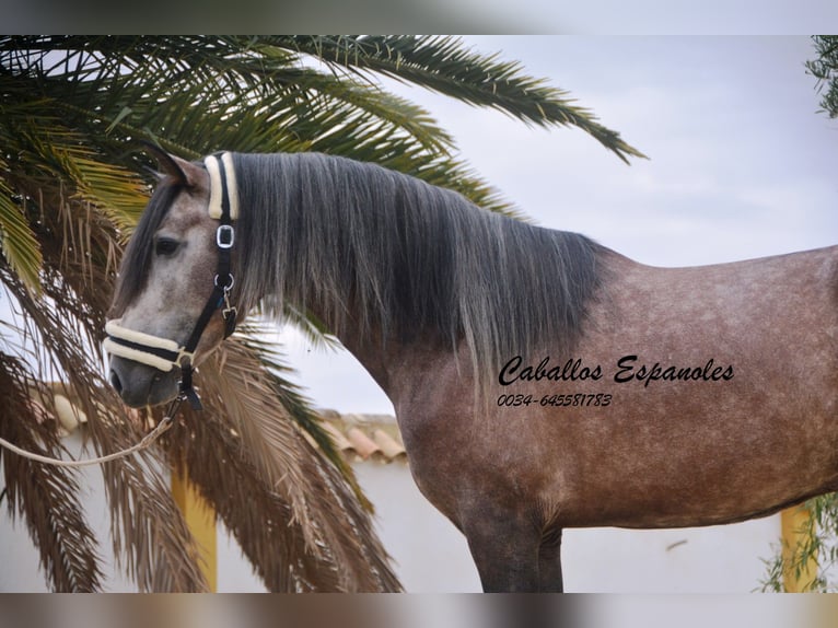 PRE Étalon 3 Ans 160 cm Gris pommelé in Vejer de la Frontera