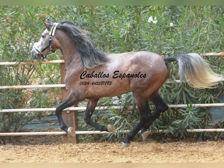 PRE Étalon 3 Ans 160 cm Gris pommelé in Vejer de la Frontera