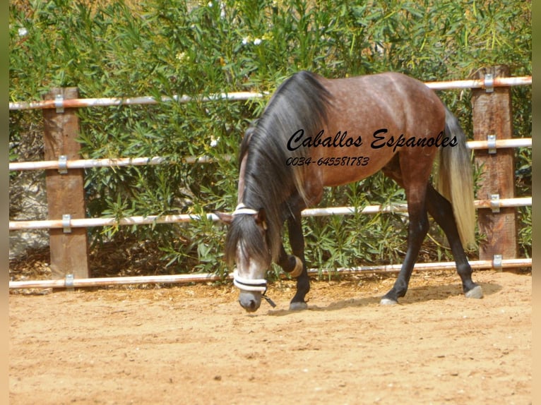 PRE Étalon 3 Ans 160 cm Gris pommelé in Vejer de la Frontera