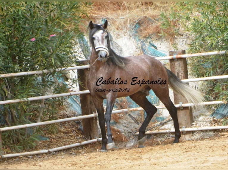 PRE Étalon 3 Ans 160 cm Gris pommelé in Vejer de la Frontera