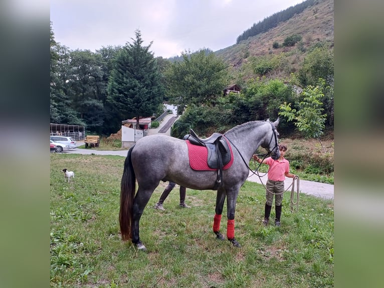 PRE Étalon 3 Ans 160 cm Gris in Cangas del narcea