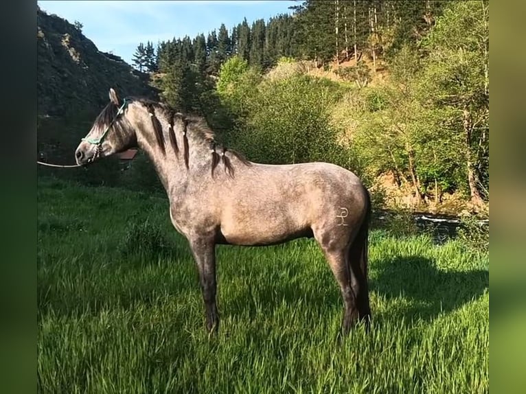 PRE Étalon 3 Ans 160 cm Gris in Cangas del narcea