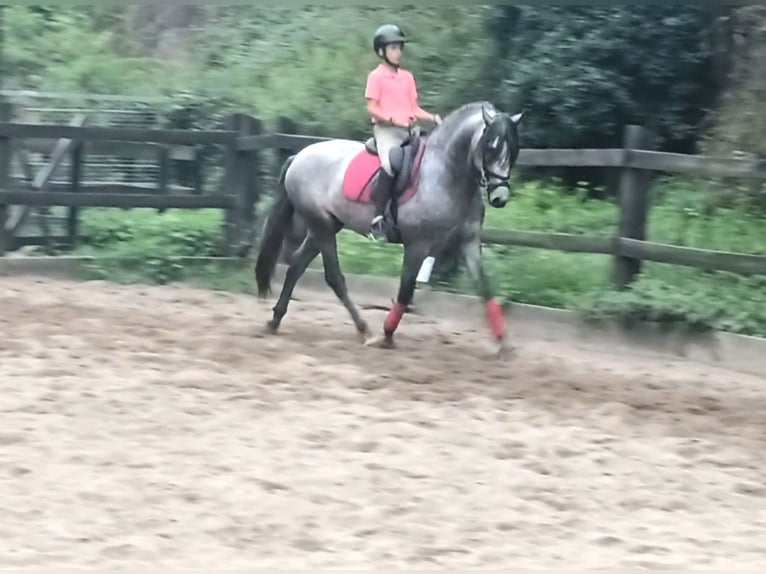 PRE Étalon 3 Ans 160 cm Gris in Cangas del narcea