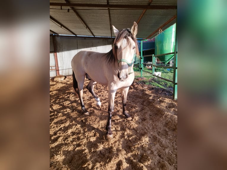 PRE Croisé Étalon 3 Ans 160 cm Isabelle in Piedrabuena