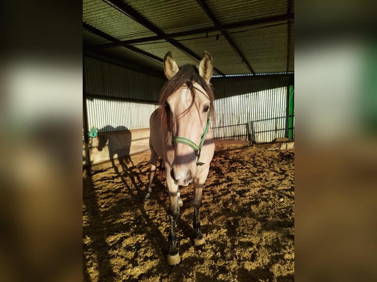 PRE Croisé Étalon 3 Ans 160 cm Isabelle in Piedrabuena