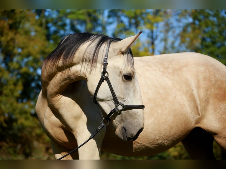 PRE Étalon 3 Ans 160 cm Isabelle in CAUMONT