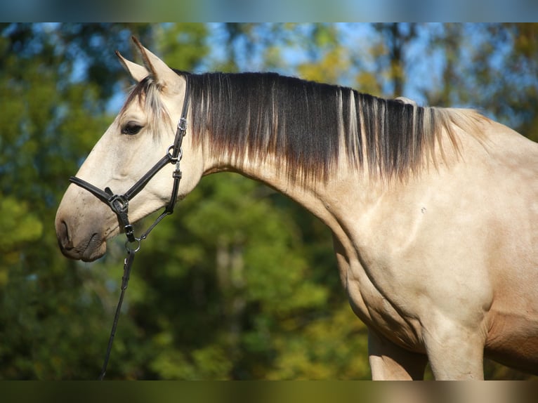 PRE Étalon 3 Ans 160 cm Isabelle in CAUMONT