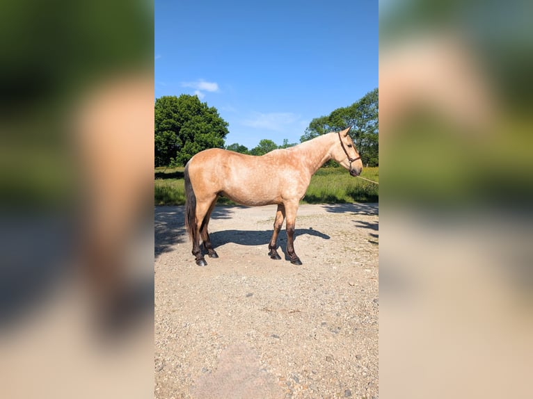 PRE Croisé Étalon 3 Ans 160 cm Isabelle in CAUMONT