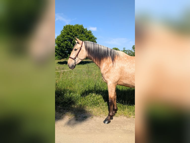 PRE Croisé Étalon 3 Ans 160 cm Isabelle in CAUMONT