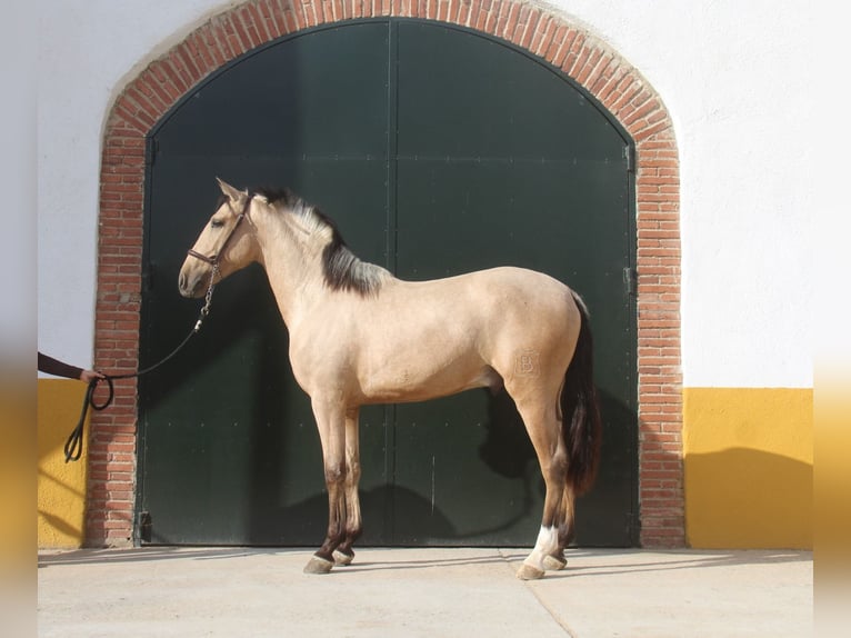 PRE Croisé Étalon 3 Ans 160 cm Isabelle in Hamburg