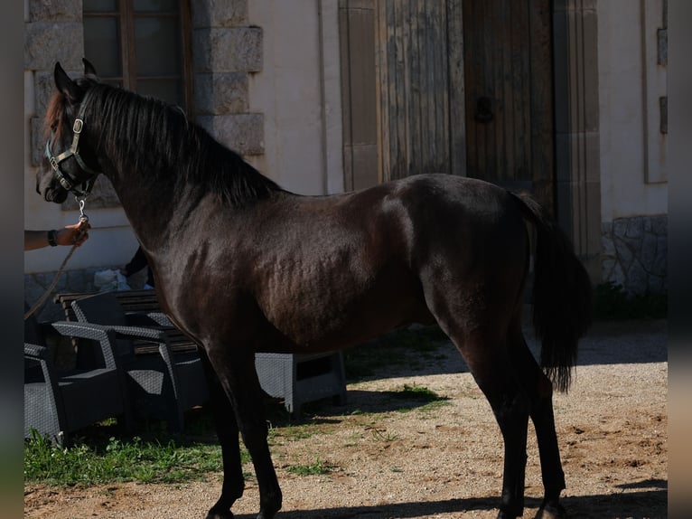 PRE Croisé Étalon 3 Ans 160 cm Noir in Hamburg