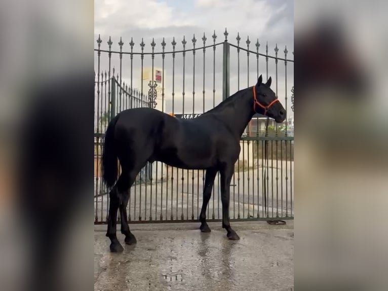 PRE Étalon 3 Ans 160 cm Noir in Malaga, Andalusia