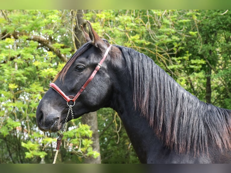 PRE Étalon 3 Ans 160 cm Noir in Caumont