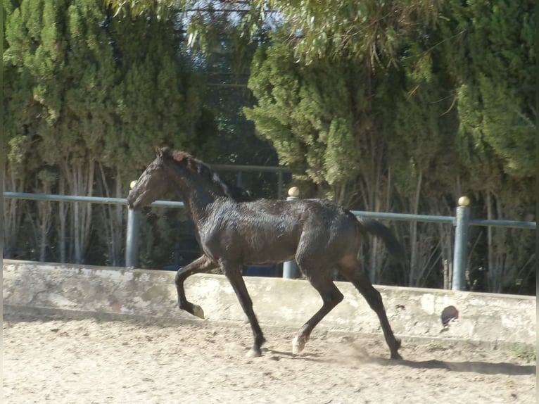 PRE Croisé Étalon 3 Ans 160 cm Noir in Sax