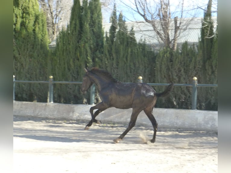 PRE Croisé Étalon 3 Ans 160 cm Noir in Sax