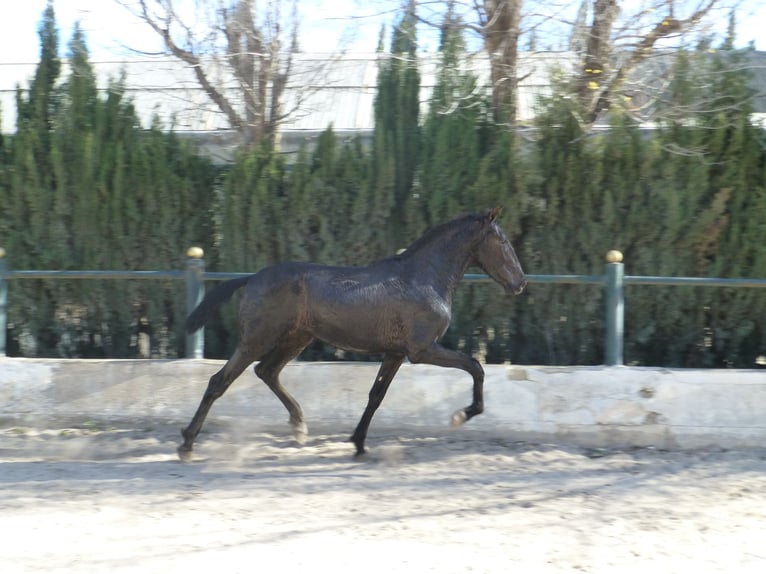 PRE Croisé Étalon 3 Ans 160 cm Noir in Sax