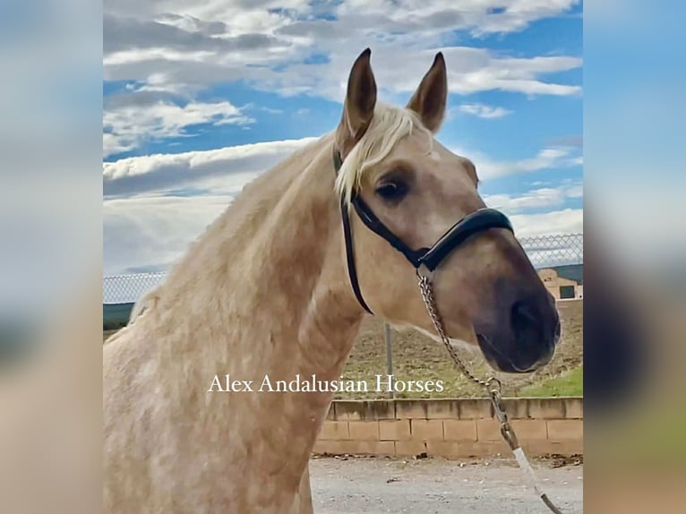 PRE Croisé Étalon 3 Ans 160 cm Palomino in Sevilla