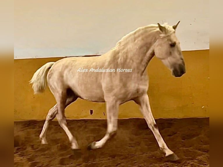 PRE Croisé Étalon 3 Ans 160 cm Palomino in Sevilla