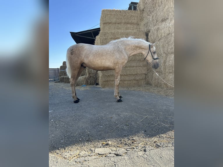 PRE Étalon 3 Ans 160 cm Palomino in Valderrubio