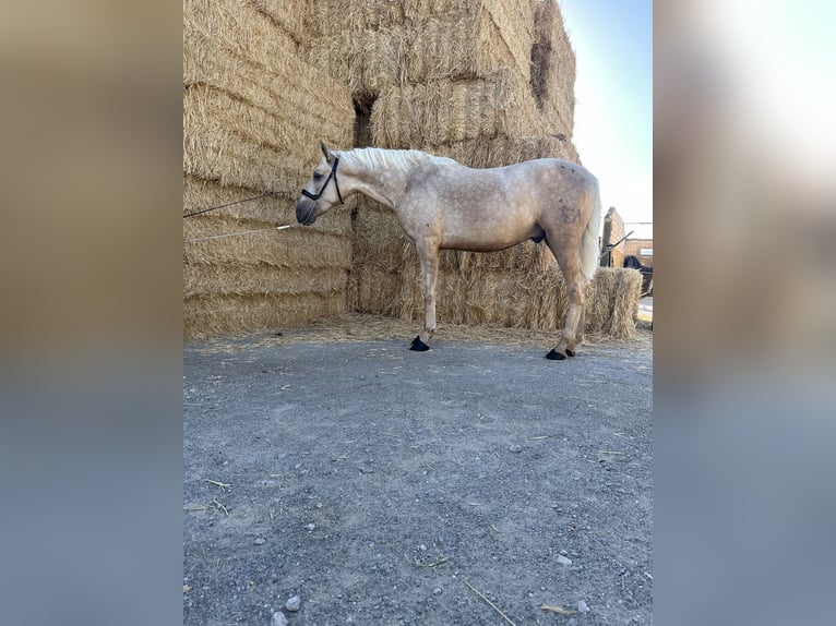 PRE Étalon 3 Ans 160 cm Palomino in Valderrubio