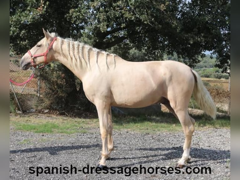 PRE Croisé Étalon 3 Ans 160 cm Palomino in Barcelona