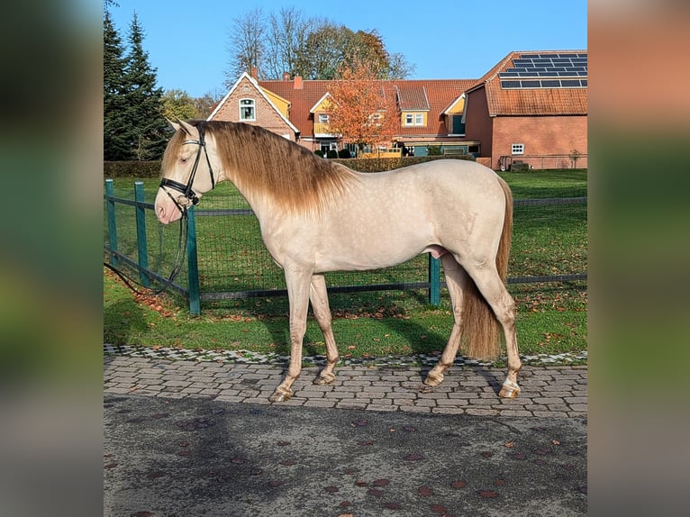 PRE Étalon 3 Ans 160 cm Perle in Twistringen