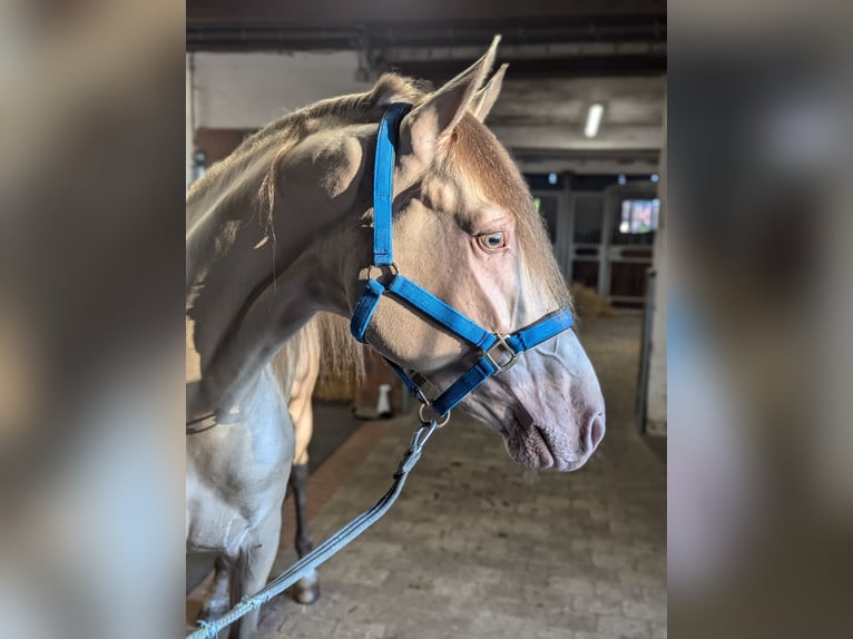 PRE Étalon 3 Ans 160 cm Perle in Twistringen