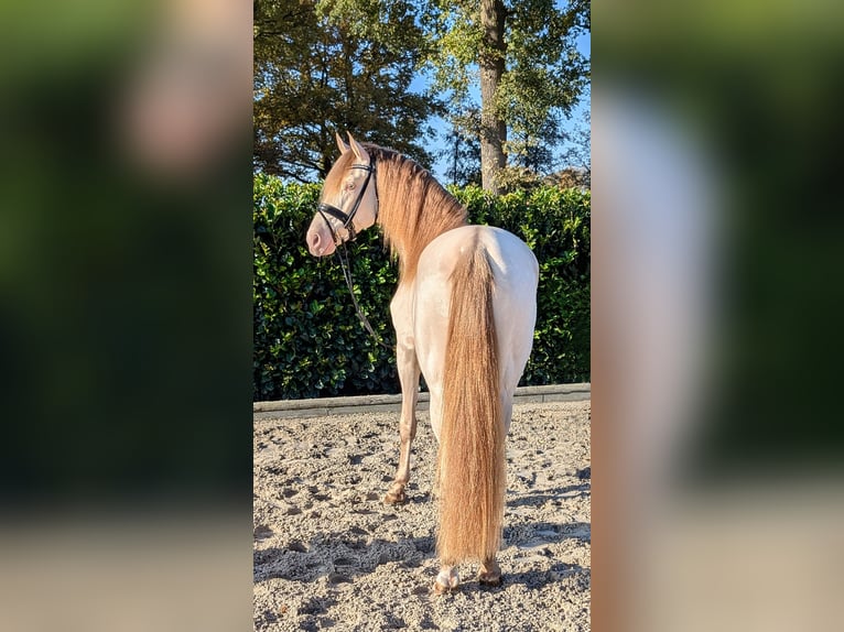 PRE Étalon 3 Ans 160 cm Perle in Twistringen