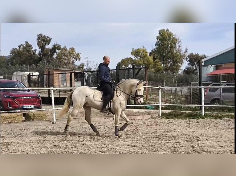 PRE Étalon 3 Ans 160 cm Perlino in Galaroza (Huelva)