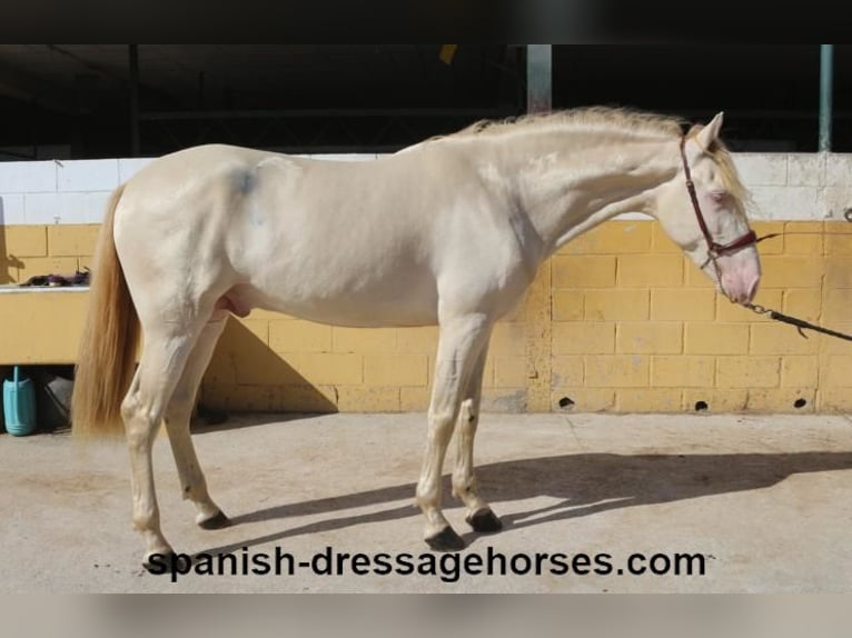 PRE Croisé Étalon 3 Ans 160 cm Perlino in Barcelona