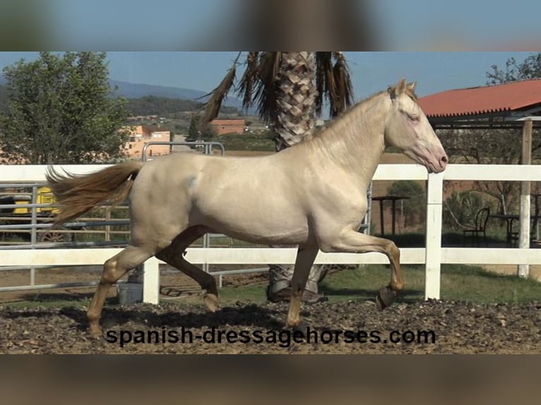 PRE Croisé Étalon 3 Ans 160 cm Perlino in Barcelona