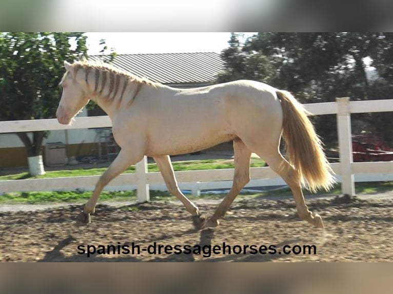 PRE Croisé Étalon 3 Ans 160 cm Perlino in Barcelona