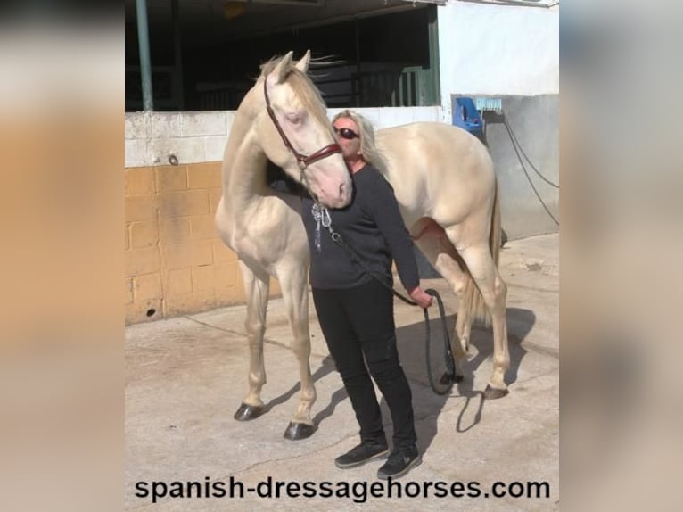 PRE Croisé Étalon 3 Ans 160 cm Perlino in Barcelona