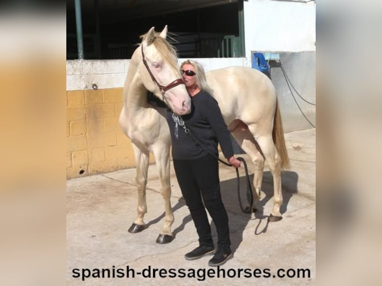 PRE Croisé Étalon 3 Ans 160 cm Perlino in Barcelona