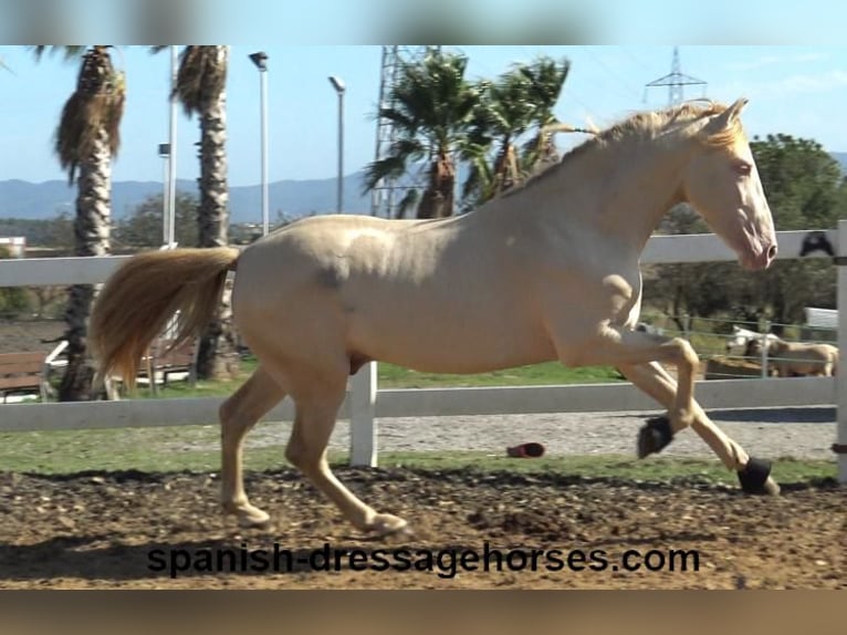 PRE Croisé Étalon 3 Ans 160 cm Perlino in Barcelona