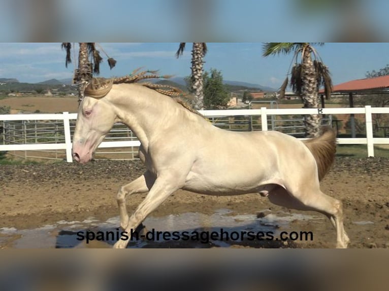 PRE Croisé Étalon 3 Ans 160 cm Perlino in Barcelona