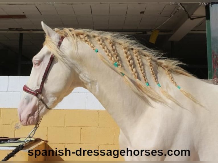 PRE Croisé Étalon 3 Ans 160 cm Perlino in Barcelona