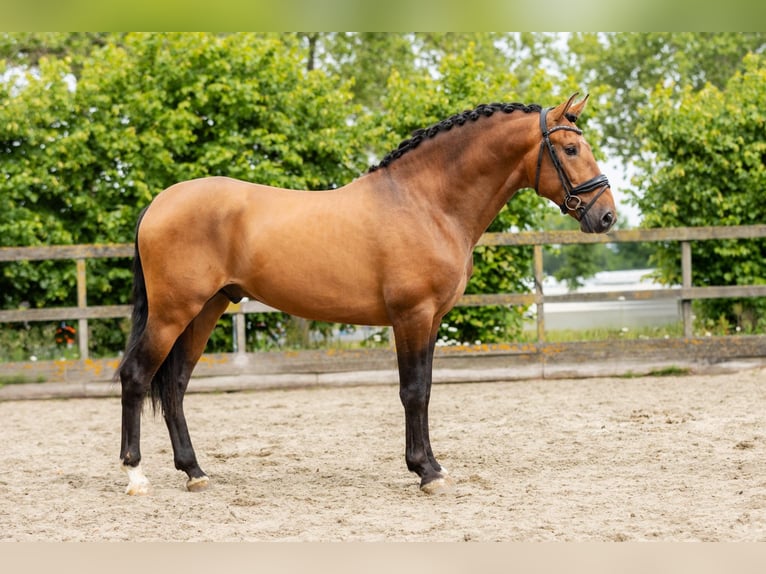 PRE Étalon 3 Ans 161 cm Buckskin in Heemskerk