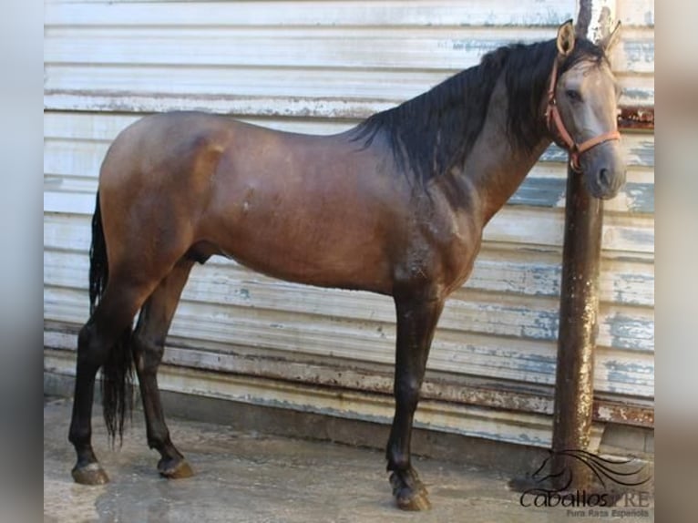 PRE Étalon 3 Ans 161 cm Buckskin in Alicante