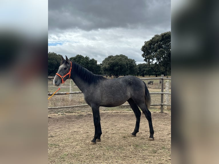 PRE Étalon 3 Ans 161 cm Gris in La Fuente De San Esteban