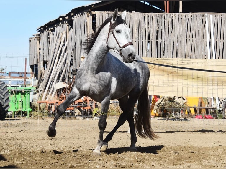 PRE Étalon 3 Ans 161 cm Gris in Provinz Granada