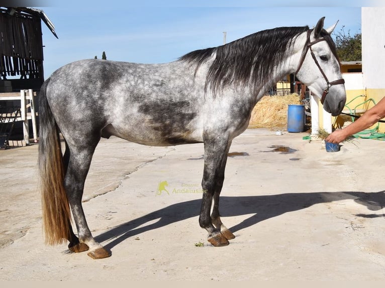 PRE Étalon 3 Ans 161 cm Gris in Provinz Granada