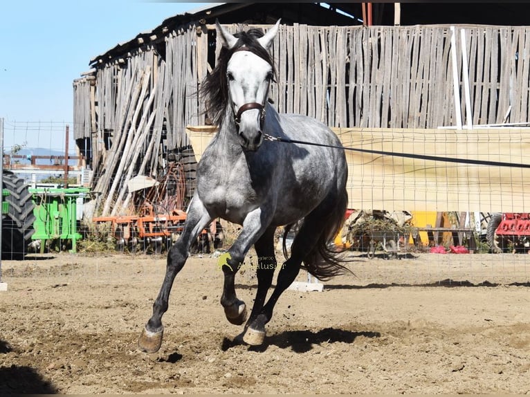 PRE Étalon 3 Ans 161 cm Gris in Provinz Granada