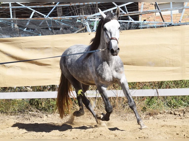 PRE Étalon 3 Ans 161 cm Gris in Provinz Granada