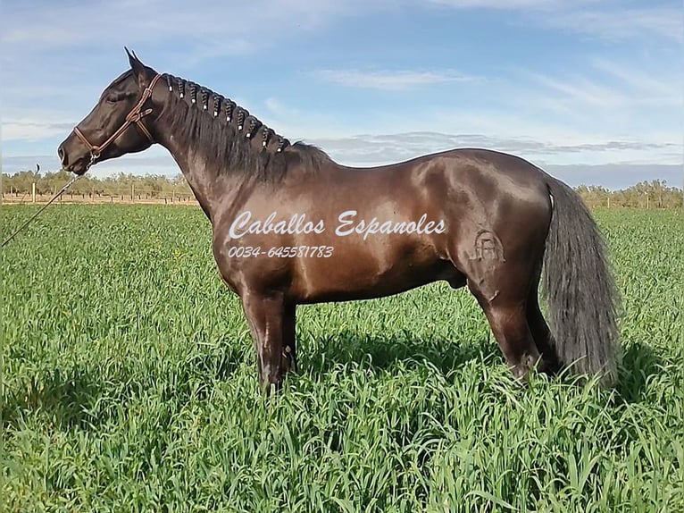 PRE Étalon 3 Ans 161 cm Noir in Vejer de la Frontera