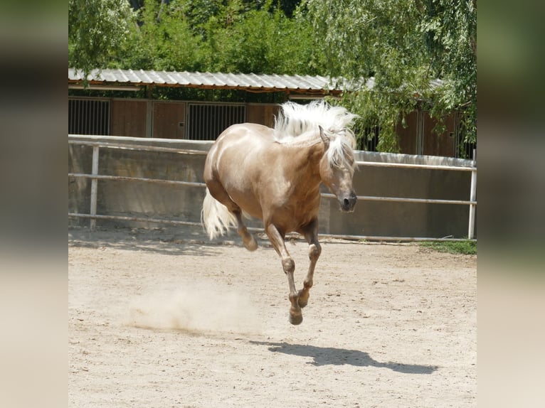 PRE Croisé Étalon 3 Ans 161 cm Palomino in Granollers