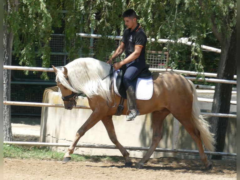 PRE Croisé Étalon 3 Ans 161 cm Palomino in Granollers